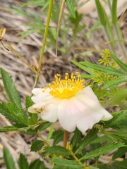 Rosa foliolosa
