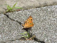Polygonia c-aureum lunulata