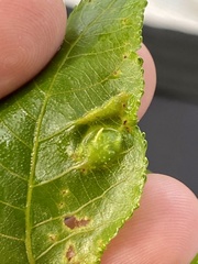 Phylloxera spinosa