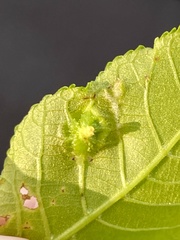 Phylloxera spinosa