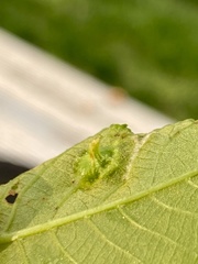 Phylloxera spinosa