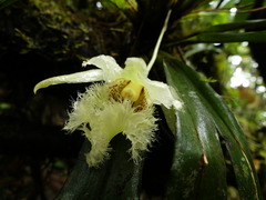 Chondroscaphe embreei