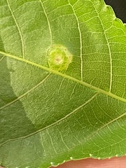 Phylloxera foveola