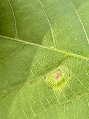 Phylloxera foveola