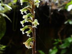 Microchilus