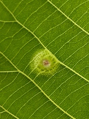 Phylloxera foveola
