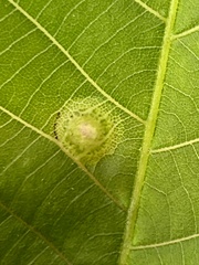 Phylloxera foveola