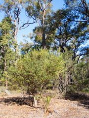 Gastrolobium bilobum