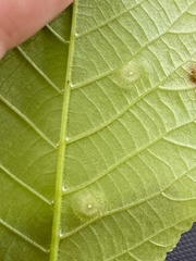 Phylloxera foveola