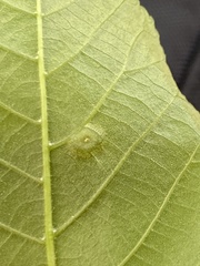 Phylloxera foveola
