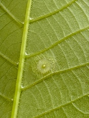 Phylloxera foveola