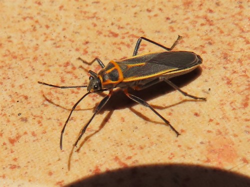 Stenomacra marginella