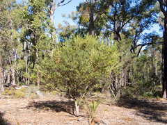 Gastrolobium bilobum