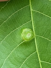 Phylloxera foveola