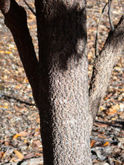 Gastrolobium bilobum