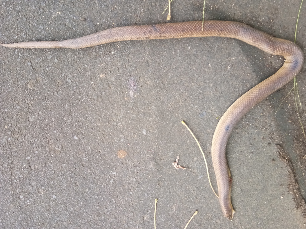Halmahera Short-Tailed Snake