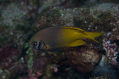 Neoglyphidodon nigroris