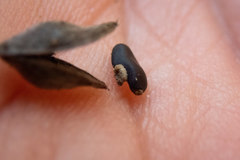 Gastrolobium bilobum