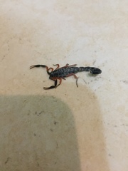 Uroplectes triangulifer