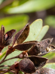 Gastrolobium bilobum