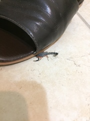 Uroplectes triangulifer