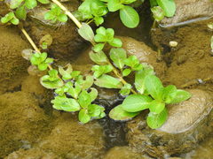 Ludwigia taiwanensis