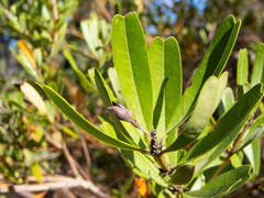 Gastrolobium bilobum