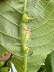 Phylloxera spinosa