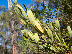 Gastrolobium bilobum