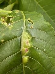 Phylloxera spinosa