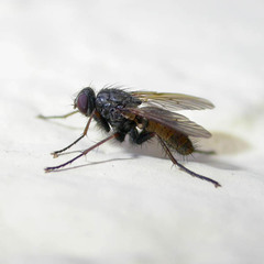 Eginia ocypterata