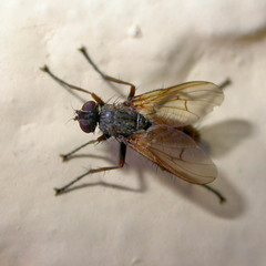 Eginia ocypterata