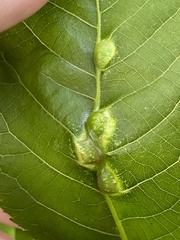 Phylloxera spinosa