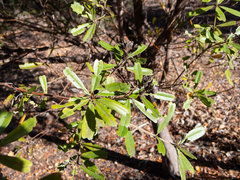 Gastrolobium bilobum