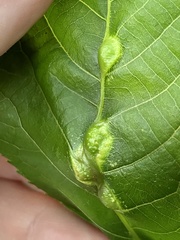 Phylloxera spinosa