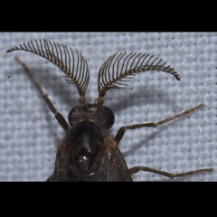 Cryptothelea nigrita