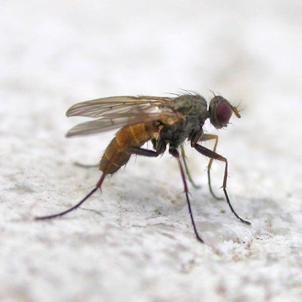 Eginia
