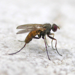Eginia ocypterata
