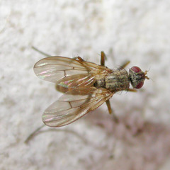 Eginia ocypterata