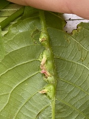 Phylloxera spinosa