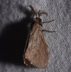 Cryptothelea nigrita