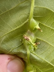 Phylloxera spinosa