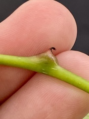Phylloxera spinosa