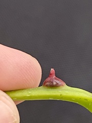 Phylloxera spinosa