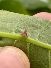 Phylloxera spinosa