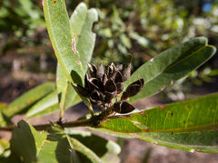 Gastrolobium bilobum