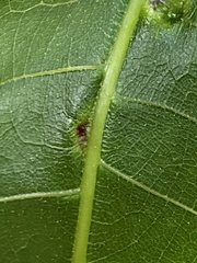 Phylloxera spinosa