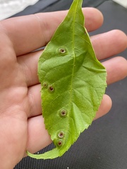 Phylloxera foveola