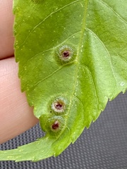Phylloxera foveola
