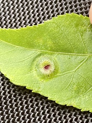 Phylloxera foveola